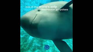 Say Hi To Our quotSmiling Angelquot Yangtze Finless Porpoise [upl. by Sophey216]