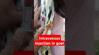 Intravenous injection in goat animals goats veterinary medicine goatfarming vet surgery [upl. by Ahsenek553]