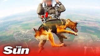 Putin’s war dogs parachute into battle from 13000ft strapped to Russian soldiers in crazy video [upl. by Corry438]