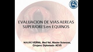 Evaluacion de Vias Aereas Superiores de los Equinos Solo Diagnostico por Dr Mauro Verna [upl. by Zales270]