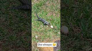 Visita do lagarto animais bichosolto [upl. by Ardine743]