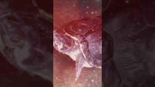 Las TORTUGAS buscan ser FELICES 🥰 curiosidades sabiasque datoscuriosos education fyp shorts [upl. by Infeld268]