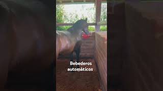 Bebederos automáticos para caballos [upl. by Isadore]