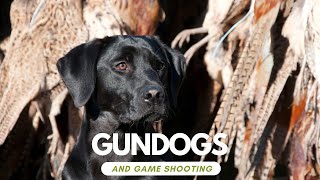 Working Labradors in the field traditional driven game shooting in England 🏴󠁧󠁢󠁥󠁮󠁧󠁿 [upl. by Oderf]