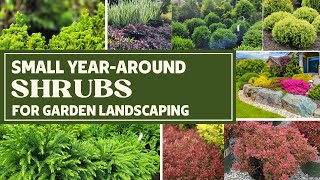 Small Evergreen Shrubs For Landscaping  12 Foundational Plants  Low Maintenance Shrubs [upl. by Tavi]