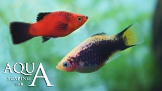 Aquascaping Lab  Platy fish Xiphophorus Maculatus technical sheet  scheda tecnica pesce [upl. by Neural]