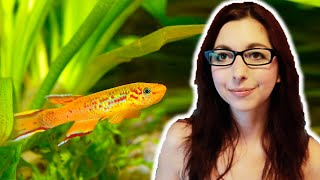 Killifish Beginner Care Guide  Get To Know The Killifish [upl. by Nnaaras623]