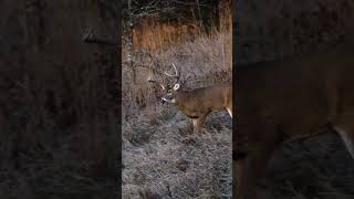 What we live for ozonics ozonicshunting hunting bigbuck iowagiant youtubeshorts [upl. by Schaefer]