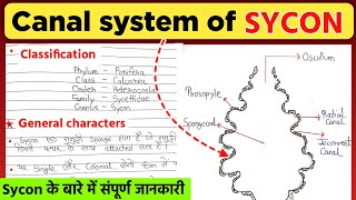 Sycon  Sycon bsc 1st year  Canal system of sycon  साइकॉन  Sycon ka chitra [upl. by Willner]