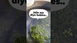 Kaise karaye Molly fish breeding Part 2😱 shorts mollyfish [upl. by Leidgam]