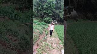 Village fishing fishing fishing videos hook fishing fishing video net fishing [upl. by Ialohcin]