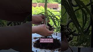 Saving an Aloe from Overwatering [upl. by Kirima434]