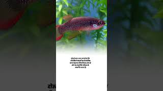 plains topminnow family and scientific name shorts agriculture knowledge [upl. by Odnomor]