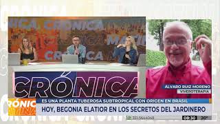 Begonia Elatior mejor floración  Secretos de jardinero de Alvaro Ruiz Moreno en Crónica Matinal [upl. by Effy816]