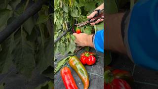 One Red Pepper Two Red Pepper Three Red Pepper🌶️🌶️🌶️ asmr asmrsound pepper gardening sound [upl. by Forward]