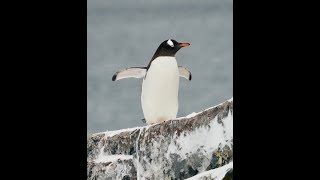 Croisière en Antarctique Emblématique Emblematic Antarctica cruise Ponant November 2018 [upl. by Pomeroy511]