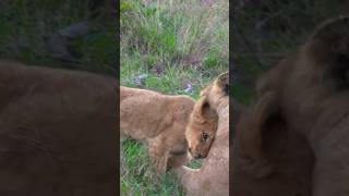 Lion cub reunited with mom [upl. by Sheena]