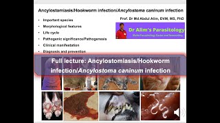 Exploring Deadly Hookworm Infections in Dogs What Every Pet Doctor or Pet Owner Needs to Know [upl. by Rochemont]