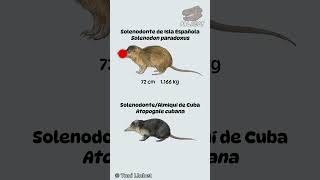 Conoce a los Solenodontes mamíferos venenosos del Caribe biology zoology mammals animals [upl. by Ermentrude195]