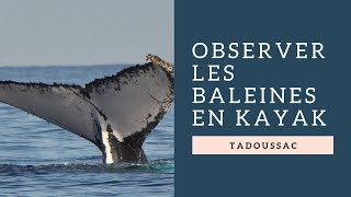 Observer des baleines en kayak  On vous explique comment faire [upl. by Anolahs]