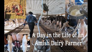 A Day in the LIFE of An AMISH DAIRYMAN During Fall Harvest in Lancaster County PAs Amish Country [upl. by Aidyn]