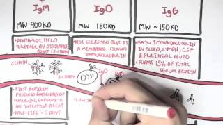 Immunology  Antibodies Function [upl. by Hanan606]