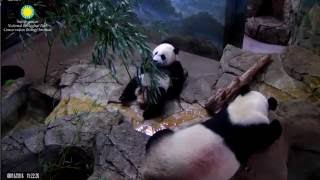 Bei Bei Panda Cub Having His Bamboo Breakfast 🌿🐼🌿 [upl. by Assilla]