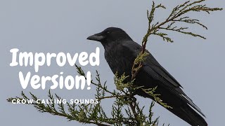 NEW VERSION Crow sounds  CROW CALLING  attract crows [upl. by Trudnak]