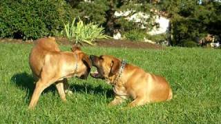 South African Boerboel playtime [upl. by Eddie]