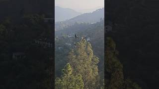 Himalayan golden eagle 🦅🦅🦅🦅 youtubeshorts shorts [upl. by Willet]