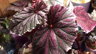 Easy propagation of Angel Wing Cane Begonias [upl. by Reames619]