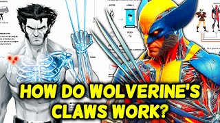 The Anatomy of Wolverine Lethal Claws  How Do They Really Work  Explored [upl. by Avle]