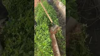 Flat steel shovel clearing process of ditch weeds [upl. by Chipman]