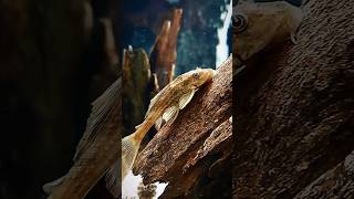 Pleco is munching on the driftwood petcarat fishtank fish driftwood pleco suckercat [upl. by Acinelav]