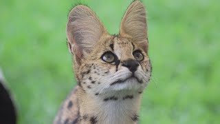 Discovering the Serval Leptailurus serval  Africas Graceful Wild Cat [upl. by Sregor]