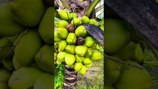 Coconut tree growing techniques coconut shorts shortvideo viralvideo [upl. by Lladnik679]