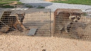 Trapping Critters for Catch and Release Using Live Traps [upl. by Hairym]