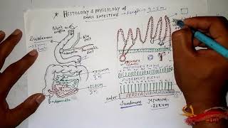 Histology of small intestineduodenumjejunumileumdigestive systemdeepak sir [upl. by Denny454]