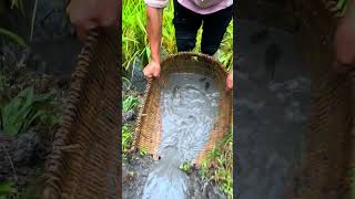 Why are these fish bellies so big 这些鱼肚子为什么这么大 Xiaomei fishingfun fishinglif rurallife outdoors [upl. by Llertnor26]