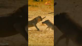 warthog attacks lion [upl. by Etsirk]