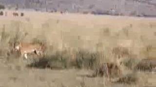 Lions at Serengeti [upl. by Conrad]