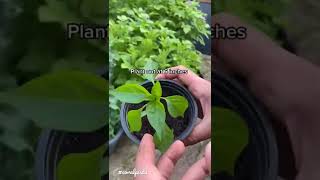 Grow A Pepper At Home bell pepper gardening at home bell pepper from seed plant growing coralpista [upl. by Yttel]