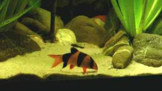 My Clown loaches  Prachtschmerlen 33 [upl. by Ervin]