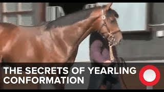 The Secrets of Yearling Conformation [upl. by Milissa195]