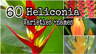 TOP 60 Heliconia Plants Different Types and Varieties tropical plant [upl. by Millan]