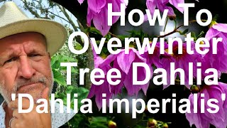 Tropical Gardens UK How to Overwinter Tree Dahlias  Dahlia imperialis [upl. by Giulia479]