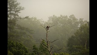 The Eagles of Narrowsburg NY [upl. by Leach]