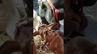 our Ganesh paiya s first eating hay with akka Valli and amma lalli goshala cowcalf calf savecow [upl. by Anekam]