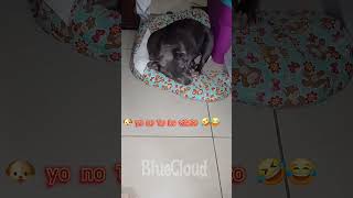 bluecloud puppy americanbully travieso [upl. by Eveivaneg272]