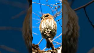 Chuncho o chuncho austral Chucho  Glaucidium nana  avifauna nature chile faunachilena [upl. by Wallache586]